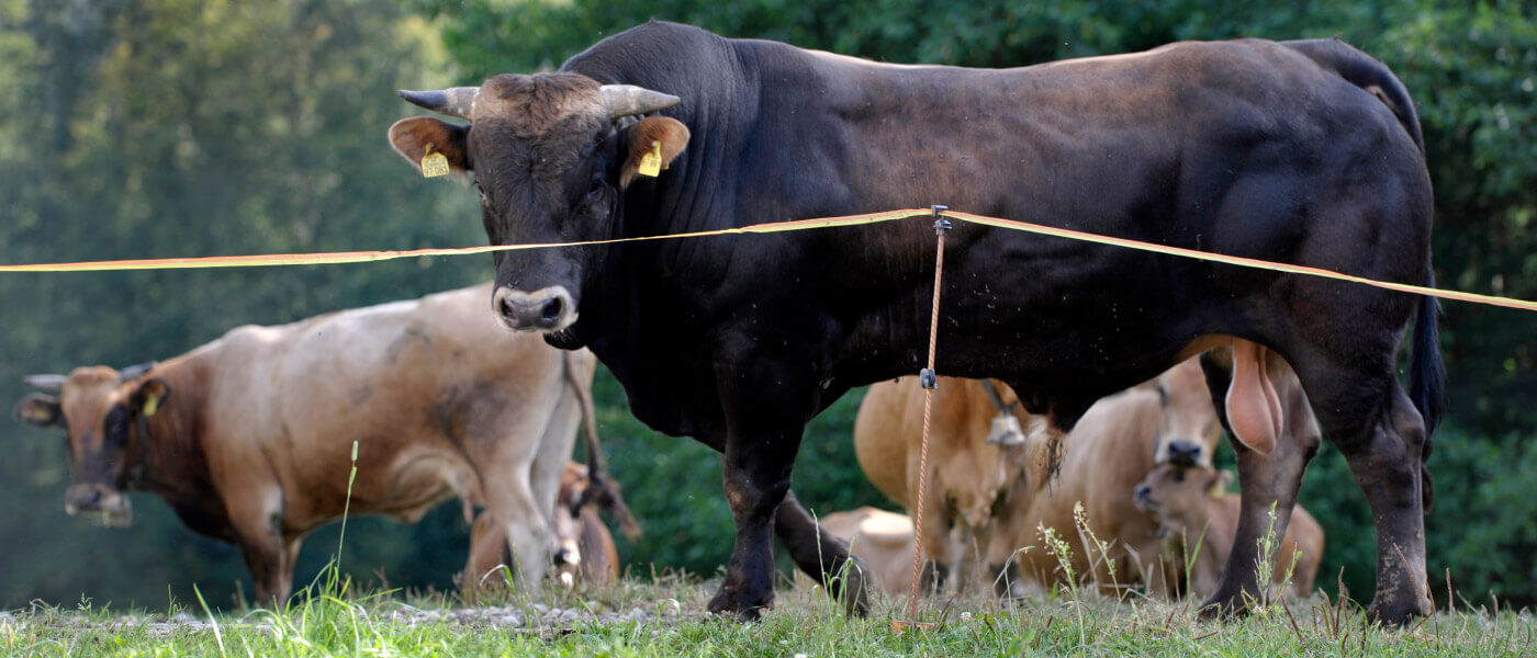 Murnau-Werdenfelser Rinder von regionalen Landwirten aus der Region Murnau-Werdenfeleser Land im Wirtshaus und Restaurant “Der Pschorr” am Viktualienmarkt